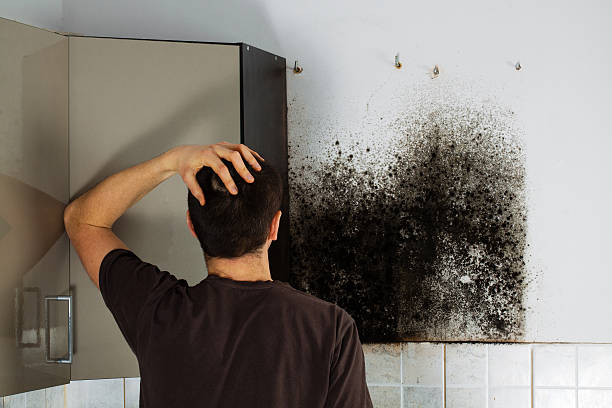 Best Attic Mold Removal  in Bealeton, VA