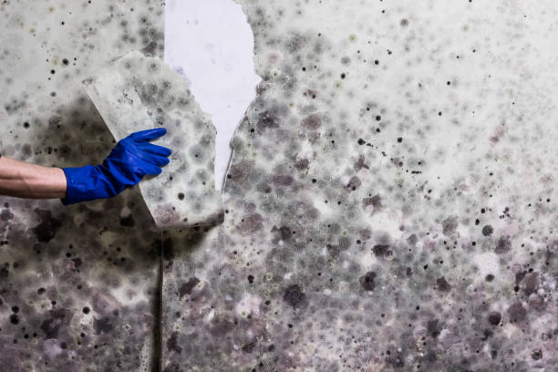 Office Mold Removal Services in Bealeton, VA