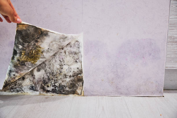 Home Mold Removal in Bealeton, VA